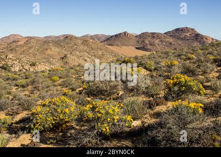 Skaapbos Schrubben (Tripteris oppositifolia) in voller Blüte, mit der desolaten, ariden, karoo-saftigen, Landschaft im Hintergrund, in der Goegap Nature Stockfoto