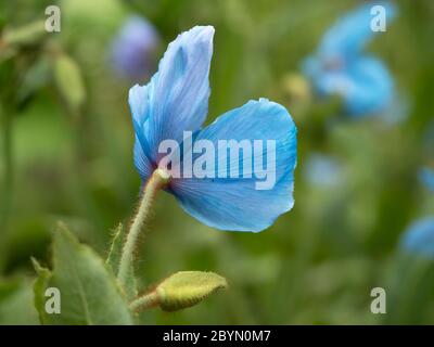 Nahaufnahme eines schönen blauen Himalaya-Mohn, Meconopsis, von hinten in einem Garten gesehen Stockfoto