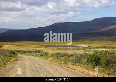 Die Tankwa Karoo Veld, zwischen den Cederberg und Hantam Mountains, Western Cape, Südafrika, gefüllt mit gelben Wildblumen während einer Kälte und Nebel Stockfoto