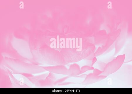 Pastell Aquarell rosa Hintergrund mit Pfingstrosen Muster. Rosa Pfingstrose Blume Stockfoto