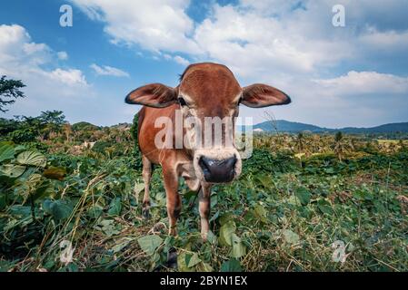 Porträt einer dünnen braunen Kuh, die auf die Kamera schaut. Palawan, Philippinen. Stockfoto