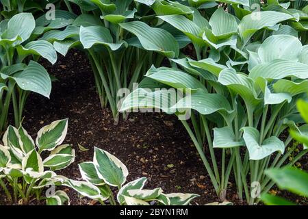 Hosta Krossa Regal Hosta 'Huteman' Hostas Stockfoto