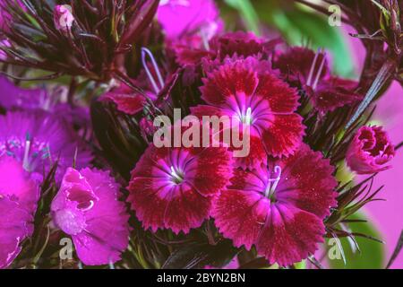 Lila Farbe der türkischen Nelke Blume, Makro. Bärtige Nelke oder Türkische Nelke (Dianthus barbatus) ist eine mehrjährige Pflanze aus der Nelkenfamilie, aber ich Stockfoto