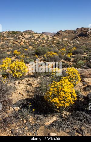 Skaapbos Schrubben (Tripteris oppositifolia) in voller Blüte, mit der desolaten, ariden, karoo-saftigen, Landschaft im Hintergrund, in der Goegap Nature Stockfoto