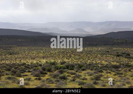 Die Tankwa Karoo Veld, zwischen den Cederberg und Hantam Mountains, Western Cape, Südafrika, gefüllt mit gelben Wildblumen während einer Kälte und Nebel Stockfoto