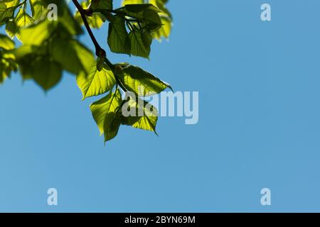 Schöner Lindenzweig mit jungen Blättern und blauem Himmel Stockfoto