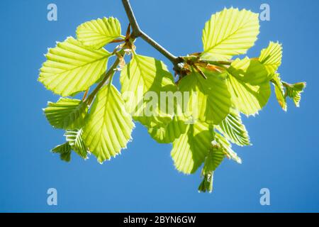 Weißer Erlenbaum (Alnus incana) Zweig mit jungen grünen Frühlingsblättern isoliert auf blauem Hintergrund Stockfoto