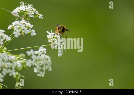 Vorderansicht der Schwebefliege (Eupeodes corollae) auf der Petersilienpflanze Stockfoto