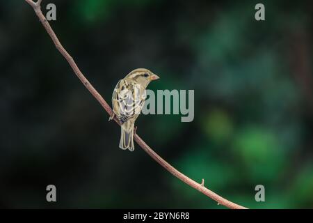 Haus Sparrow auf Barsch, Hampi, Karnataka, Indien Stockfoto