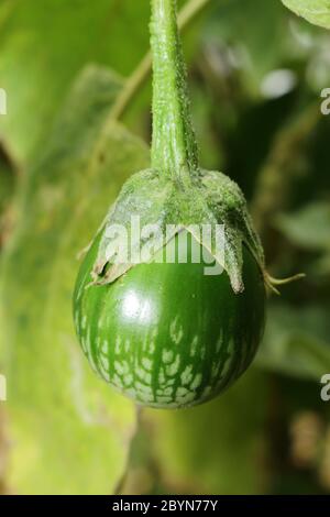 Frischer thai Kermit Aubergine im Garten Stockfoto