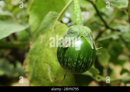 Frischer thai Kermit Aubergine im Garten Stockfoto