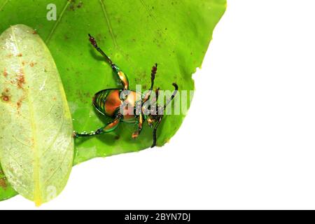 sagra buquiti, Insektenkäfer und grüne Blätter isoliert auf weißem Hintergrund Stockfoto