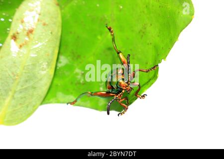 sagra buquiti, Insektenkäfer und grüne Blätter isoliert auf weißem Hintergrund Stockfoto