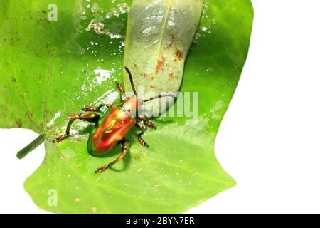 sagra buquiti, Insektenkäfer und grüne Blätter isoliert auf weißem Hintergrund Stockfoto