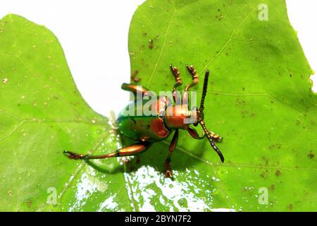 sagra buquiti, Insektenkäfer und grüne Blätter isoliert auf weißem Hintergrund Stockfoto