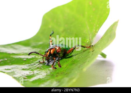 sagra buquiti, Insektenkäfer und grüne Blätter isoliert auf weißem Hintergrund Stockfoto