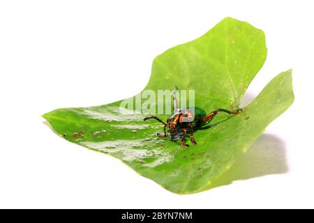 sagra buquiti, Insektenkäfer und grüne Blätter isoliert auf weißem Hintergrund Stockfoto