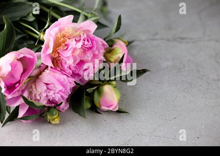 Bouquet von rosa Pfingstrosen. Schöne Sommerblumen. Stillleben mit Platz für Text. Stockfoto