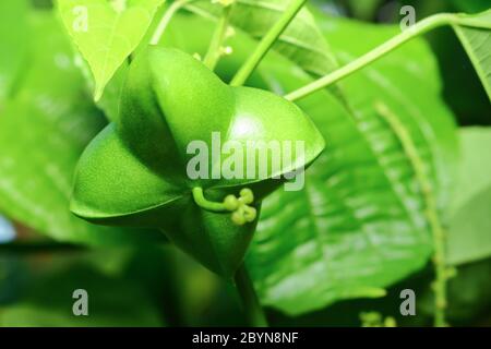 sacha Inchi Erdnuss im Garten Stockfoto