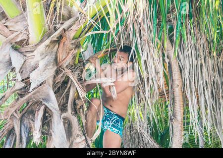 Der junge Inder klettert auf einer Kokosnusspalme, um Kokosnüsse zu bekommen Stockfoto