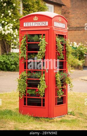 Eine traditionelle britische rote öffentliche Telefonbox mit Pflanzen mit einem verschwommenen Hintergrund. Standon, Hertfordshire. GROSSBRITANNIEN Stockfoto