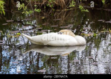 Schlafender weißer Schwan, der auf dem Wasser eines Teiches schwimmt. Stockfoto