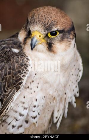 Porträt eines Lanner Falken, lateinischer Name Falco biarmicus, Greifvogel. Stockfoto