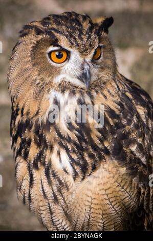 Eine eurasische Eule, lateinischer Name Bubo bubo, sieht auf mögliche Gefahren aufmerksam. Stockfoto