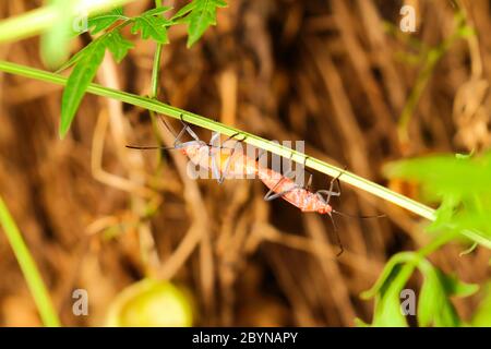 Extra weicher Fokus Indian Milkweed Bug Zucht, Oncopeltus confusus Makro auf grünem Blatt Stockfoto