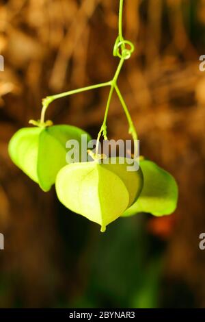 Ballonrebe in der Natur, asien thailand Stockfoto