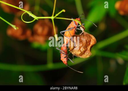 Extra weicher Fokus Indian Milkweed Bug Zucht, Oncopeltus confusus Makro auf grünem Blatt Stockfoto