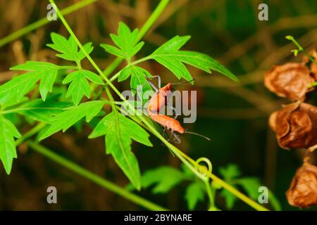 Extra weicher Fokus Indian Milkweed Bug Zucht, Oncopeltus confusus Makro auf grünem Blatt Stockfoto