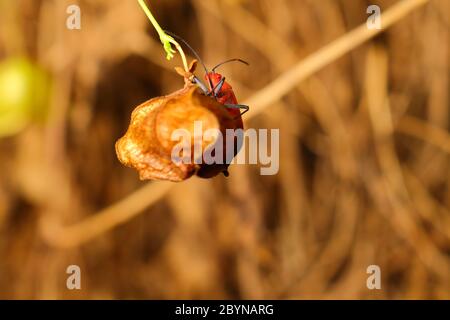 Extra weicher Fokus Indian Milkweed Bug Zucht, Oncopeltus confusus Makro auf grünem Blatt Stockfoto