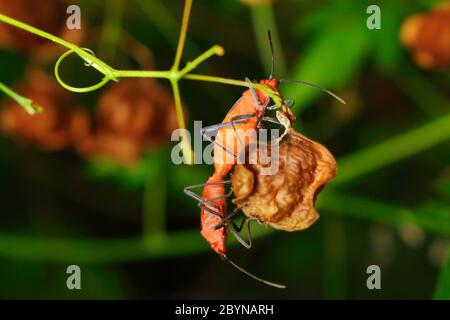 Extra weicher Fokus Indian Milkweed Bug Zucht, Oncopeltus confusus Makro auf grünem Blatt Stockfoto