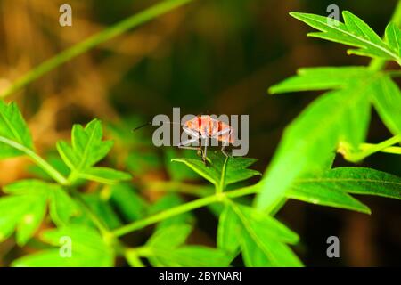 Extra weicher Fokus Indian Milkweed Bug Zucht, Oncopeltus confusus Makro auf grünem Blatt Stockfoto