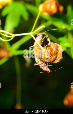 Extra weicher Fokus Indian Milkweed Bug Zucht, Oncopeltus confusus Makro auf grünem Blatt Stockfoto