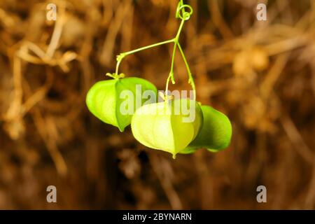 Ballonrebe in der Natur, asien thailand Stockfoto