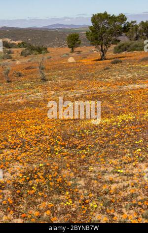 Ein Feld mit einem Teppich von wilden Blumen im Frühling im Namaqua National Park von Südafrika gefüllt Stockfoto