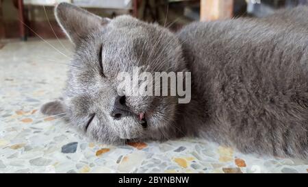 Katzenschlaf Legen Sie sich auf den Terrazzo-Boden, chartreux Stockfoto