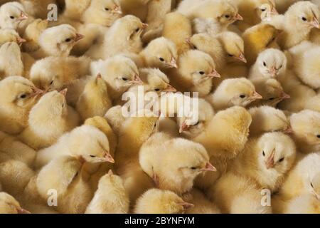 Große Gruppe von Baby Küken auf Hühnerfarm Stockfoto