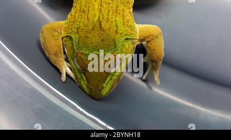 Frosch gefangen in thailand, asien Stockfoto