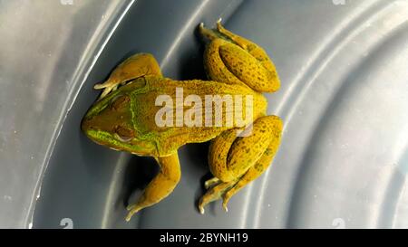 Frosch gefangen in thailand, asien Stockfoto