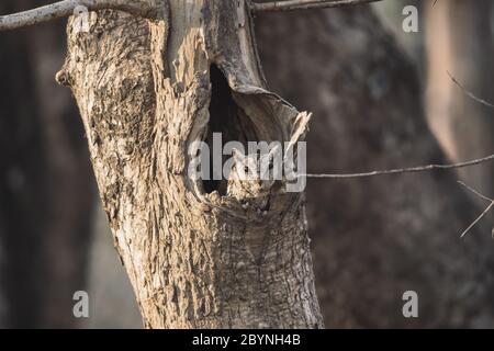 Indian Scopus Owl, Umred Karhandla Wildlife Sanctuary, Maharashtra, Indien Stockfoto