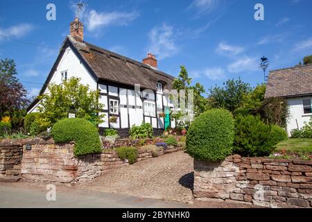 Ein idyllisches, malerisches, halb-weißes Fachwerk-Landhaus mit Strohgedeckten, im ländlichen Cheshire-Dorf Eaton Stockfoto