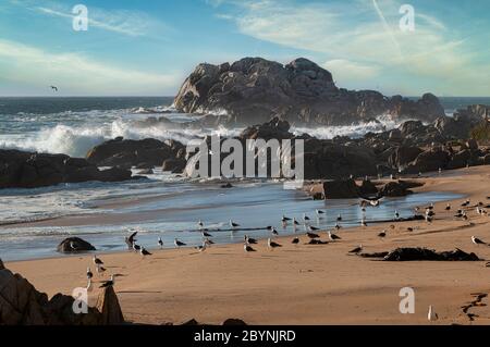 Die Möwen ruhen an einem einsamen Strand an der chilenischen Küste, am Pazifik. Stockfoto