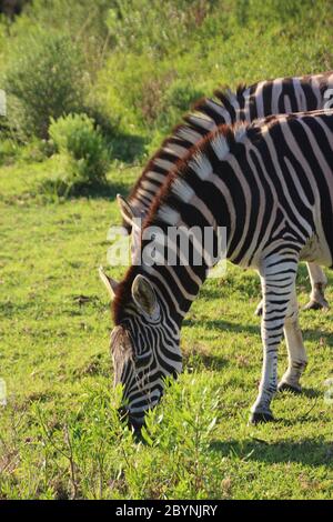 Zebras auf einer Weide im Süden Südafrikas, Garden Route, nahe Plettenberg Bay. Afrika. Stockfoto