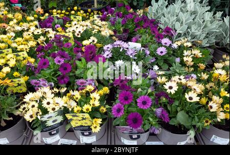 Gartencenter-Anzeige von Osteospermum Blumenpflanzen im Frühsommer, zum Verkauf als Bettenpflanzen zum Pflanzen. Stockfoto