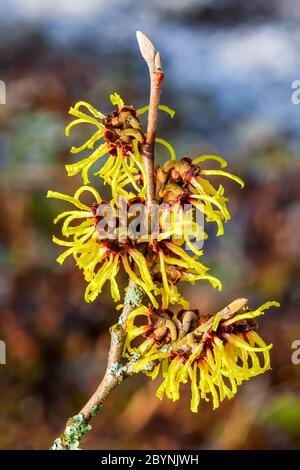 Hamamelis x Intermedia 'Primavera' (Witch Hazel) ein gelbes Winterfrühlingsblühend-Strauchstockfoto Stockfoto