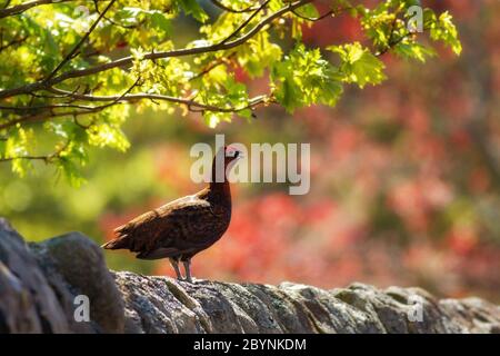 Atemberaubende Aufnahme eines männlichen Birkhuhns (Lagopus lagopus), der auf einer alten Steinmauer steht, Großbritannien Stockfoto