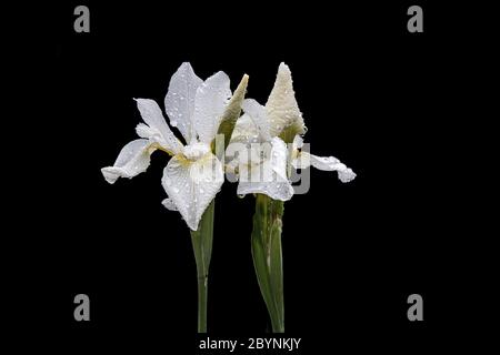 Iris blüht auf schwarzem Hintergrund. Stockfoto